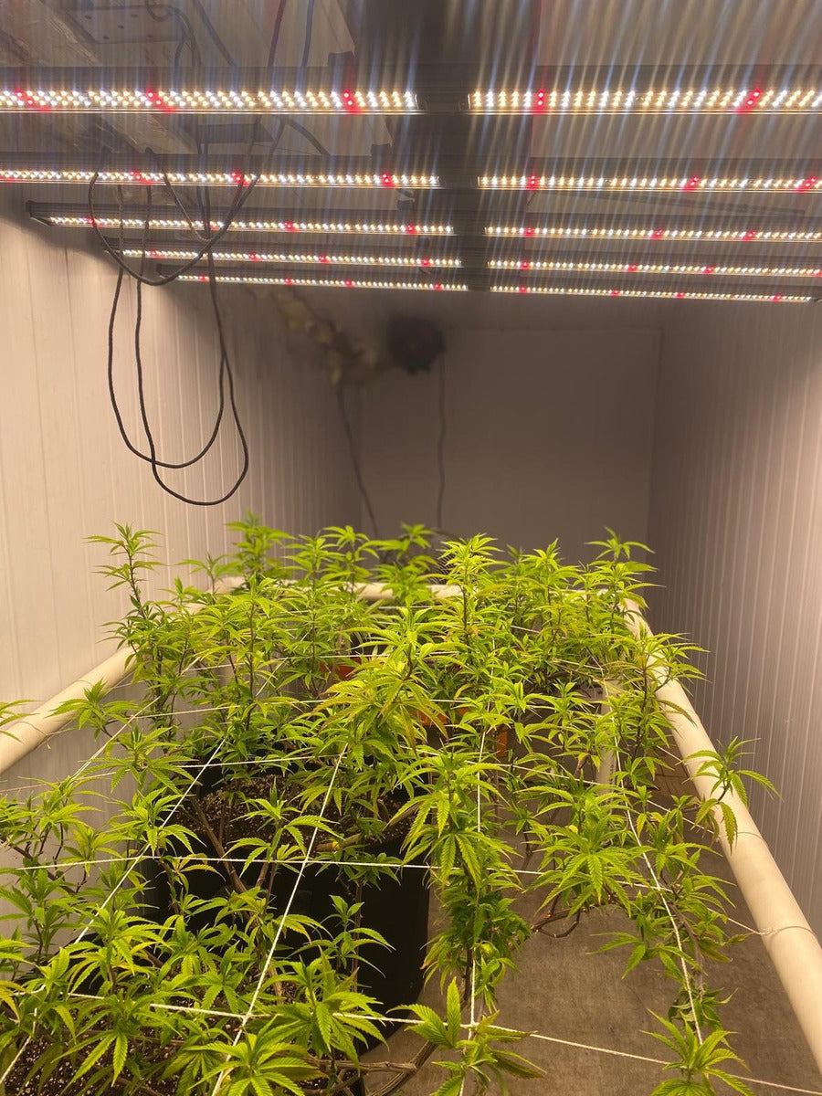 Luz Led De Cultivo Interior Powerlight Storm 640w Grow