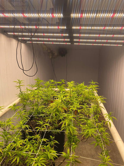 Luz Led De Cultivo Interior Powerlight Storm 640w Grow